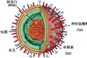 你所不了解的病毒结构,冠状病毒细胞结构