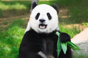 云南两兄弟杀害大熊猫,云南女孩被杀害案件