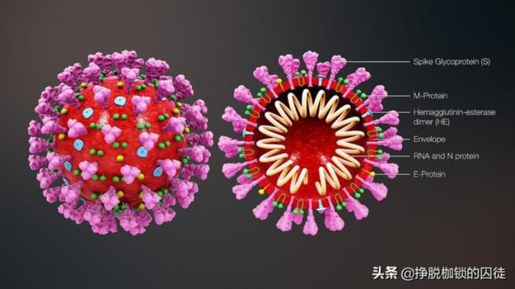 新冠病毒在天气变热之后会自动消失对吗,2025年新冠病毒会消失吗