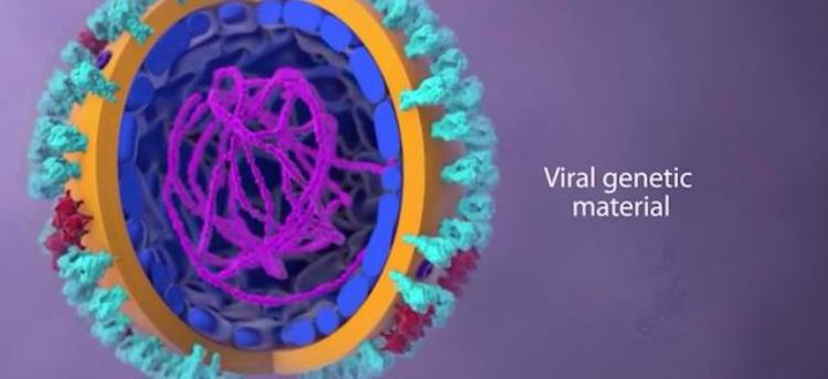 病毒怎么会变异呢,人体巨细胞病毒是怎么感染的