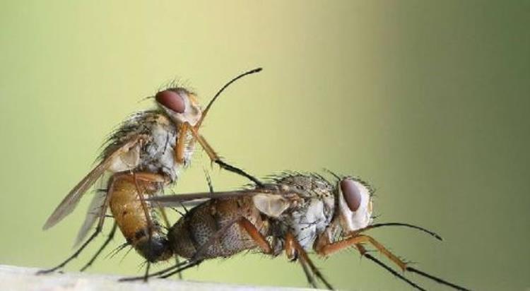 健康阅读昆虫也会传播疾病吗,传染疾病的昆虫有哪些