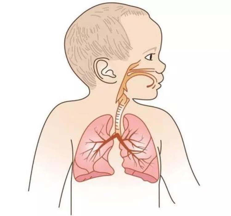 小儿呼吸道合胞病毒感染肺炎,3个月婴儿病毒性肺炎原因