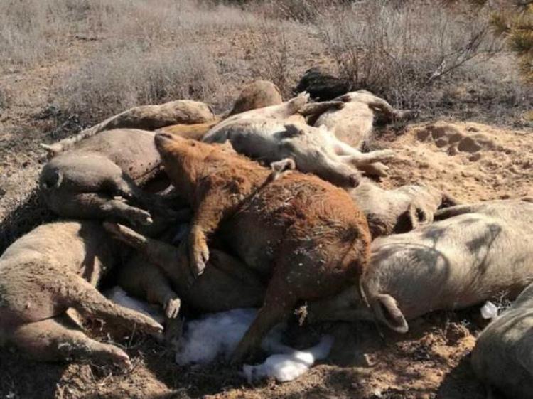 200头猪集体死亡原来是养殖户不知道这个原因吗,养100多头猪全死了