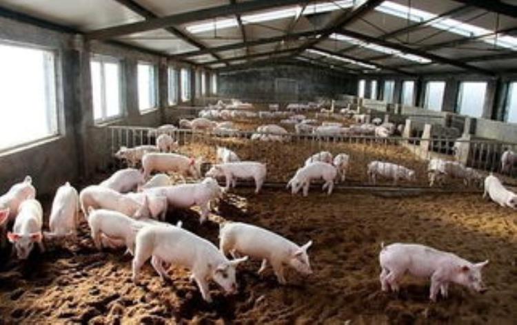200头猪集体死亡原来是养殖户不知道这个原因吗,养100多头猪全死了