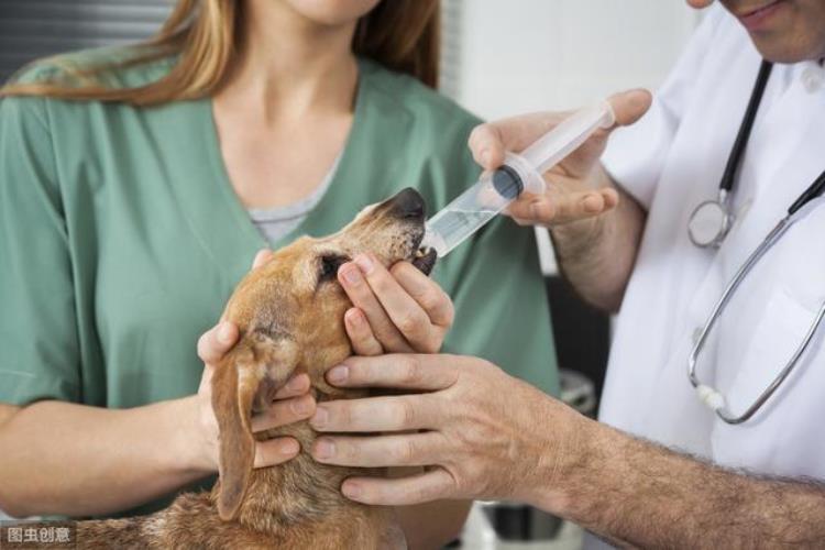 还在用庆大霉素治疗狗狗细小病毒吗抗生素是消炎的它杀不死病毒