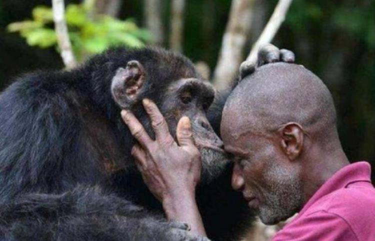 艾滋病来源于大猩猩,艾滋病是大猩猩传给人的吗