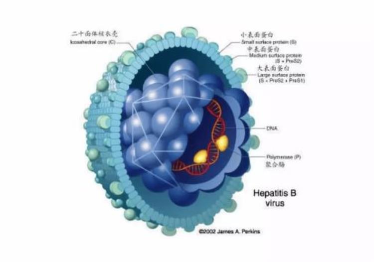 影响乙肝病毒复制的因素,怎么算乙肝病毒停止复制