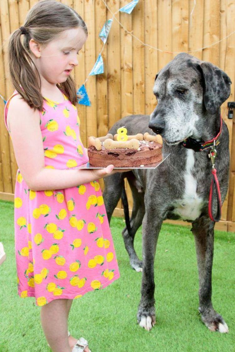 英国最大的狗「英国8岁巨型狗狗去世生前为吉尼斯纪录最高狗狗身高2米多」