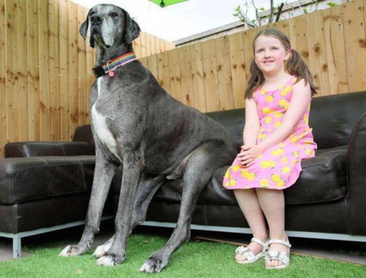 英国最大的狗「英国8岁巨型狗狗去世生前为吉尼斯纪录最高狗狗身高2米多」
