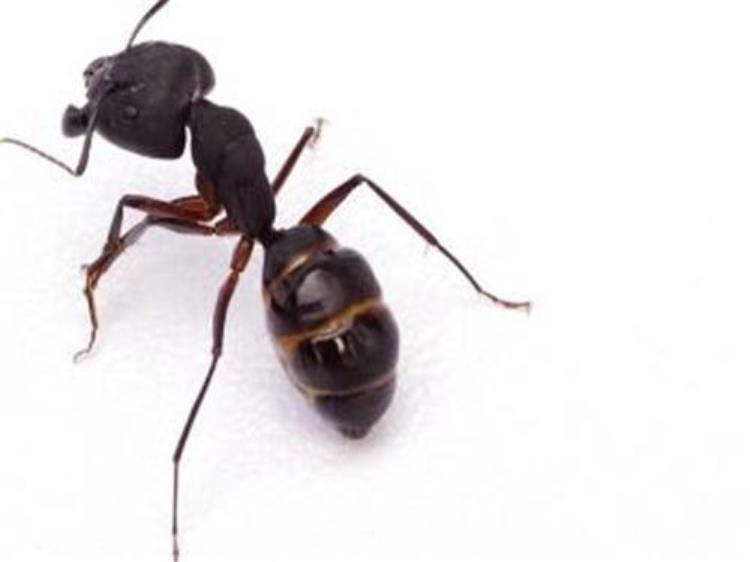 蚂蚁的药用,蚂蚁的真正的功效