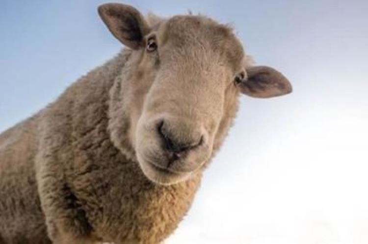 羊的一类传染病有哪些,羊传染病有哪些