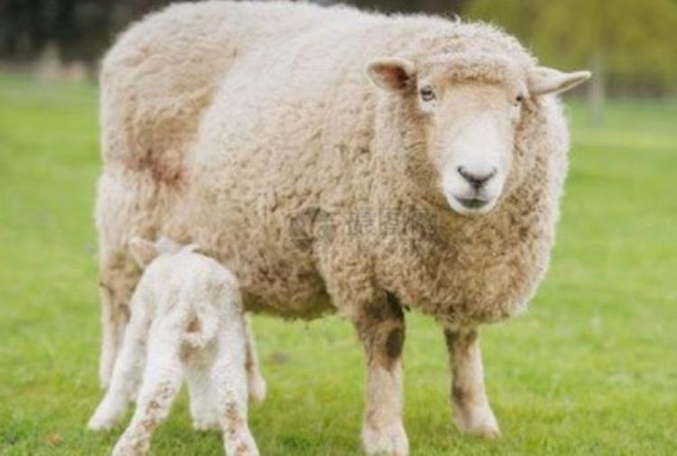 羊的一类传染病有哪些,羊传染病有哪些