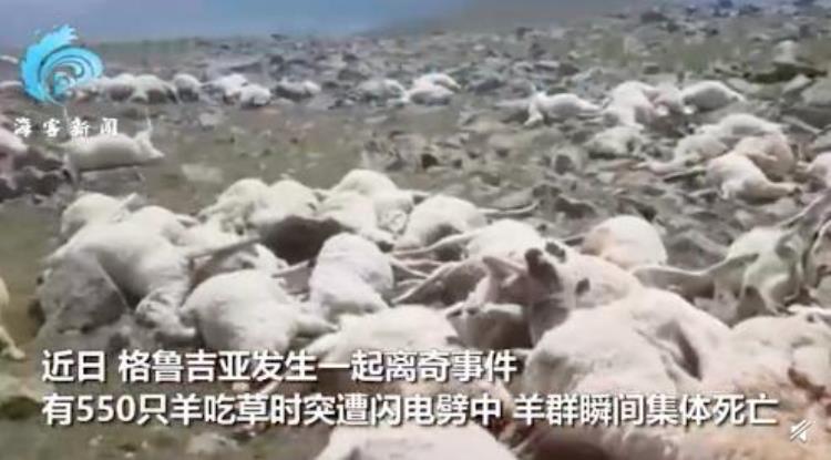 550只羊吃草时遭雷瞬间劈死,一次雷击居然能同时劈死500多只羊