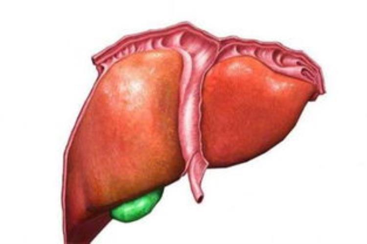 肝脏受损的4大症状不要不当一回事当心惹上严重肝病