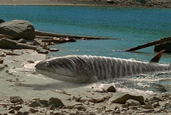 鲸的始祖：始祖鲸，没有呼吸孔（体长可达21米）