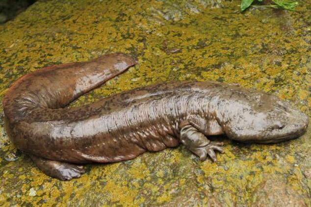 地球上最早的两栖类动物，鱼石螈（使人类可以呼吸氧气）