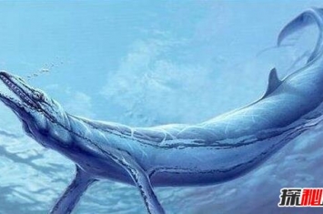 史前第一可怕巨兽，龙王鲸vs巨齿鲨谁才是最厉害的?