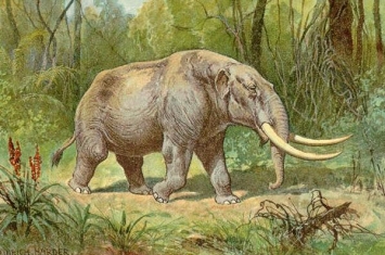世界上最早的长鼻象，轭齿象（生存到人类历史早期）