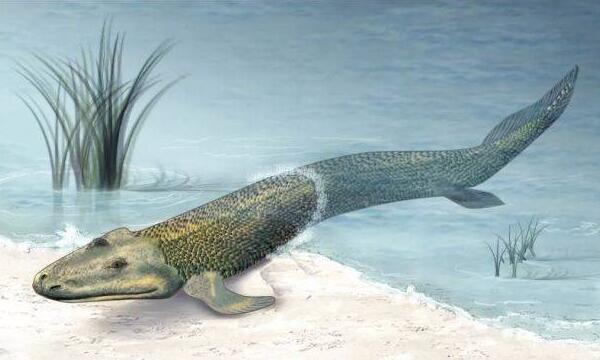 白垩纪的海洋掠食者，矛齿鱼（身长1.5米以鲨鱼为食）