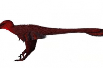 佛舞龙：亚洲小型恐龙（体长不到1米/生活在白垩纪早期）