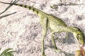 棒爪龙：意大利小型食肉恐龙（体长2米/1亿1300万年前）