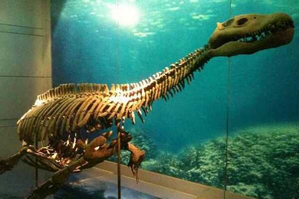 巨型食草恐龙：酋龙 体长15米(仅在中国四川被发现)