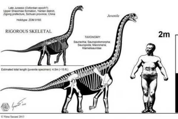 巨型食草恐龙：酋龙 体长15米(仅在中国四川被发现)