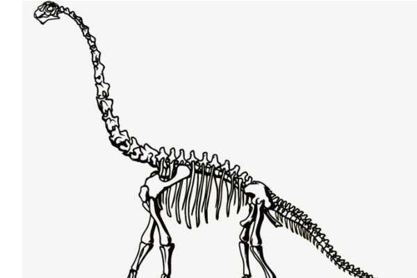 时代龙：中国云南大型食肉恐龙（长8米/1.55亿年前）