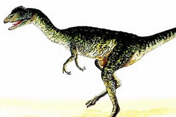 唯一短颈梁龙科恐龙：叉龙 只吃矮植被植物(脖子短粗)