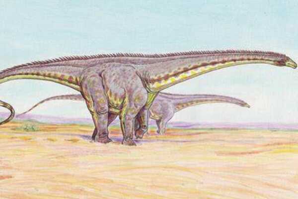 北美首批蜥脚恐龙：糙节龙 身长14米(诞生于侏罗纪末期)