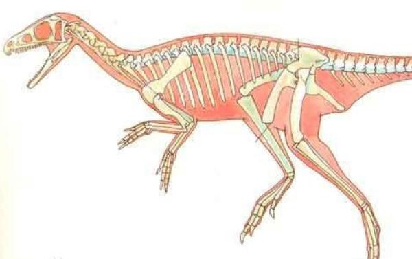 歇猎龙：南美洲大型食肉恐龙（长9.5米/距今9300万年前）