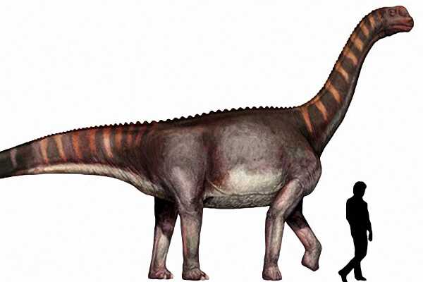 中型食肉恐龙:迪布勒伊洛龙 活于1.67亿年前(仅发现颅骨)