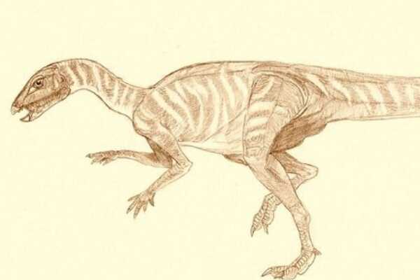 世界最早的恐龙：始盗龙 仅10公斤重(拥有罕见五根前爪)
