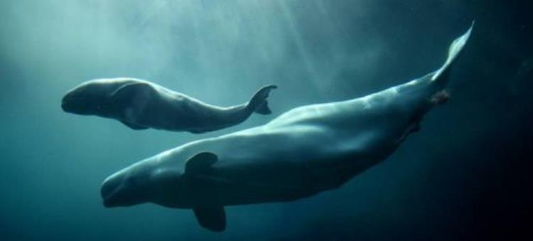 鲸落深海中的生命绿洲,鲸落是海洋生命绿洲