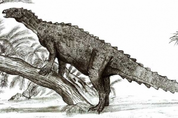 小型甲龙亚目恐龙：莫阿大学龙 背部长有骨刺(体长4米)
