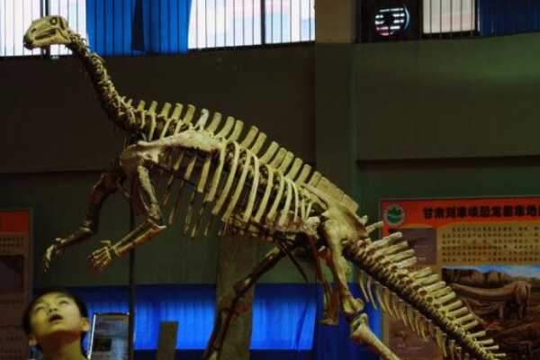 最原始的鸭嘴类恐龙：马鬃龙 于中国发掘(牙齿有草化石)
