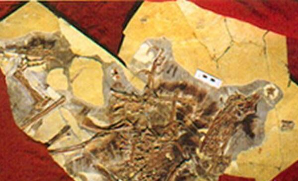 双庙龙：中国大型食草恐龙（长8米/距今9400万年前）