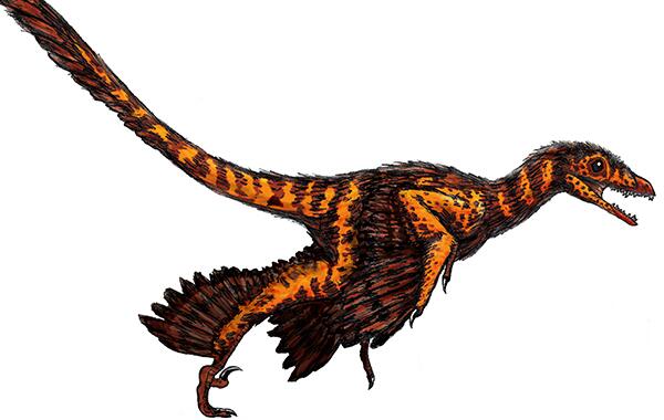 双庙龙：中国大型食草恐龙（长8米/距今9400万年前）
