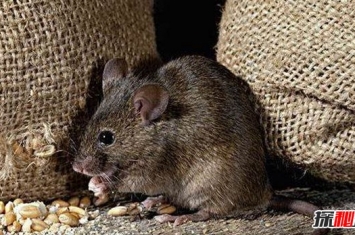 女孩怀孕生20只老鼠真相揭秘,人和老鼠可以孕育生命吗(谣言)