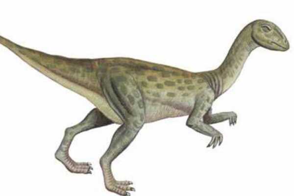 中亚厚头龙科恐龙:费尔干纳头龙 化石仅几颗牙齿