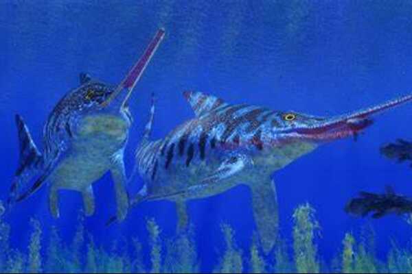 白垩纪植食角龙:始三角龙 带有扇形颈盾(长80厘米长角)
