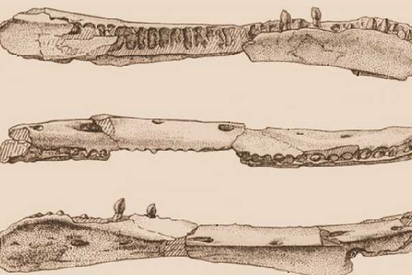 小型植食镰刀龙：二连龙 长达4米(拥有巨大指爪)
