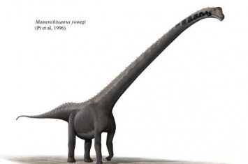 大型恐龙：始马门溪龙 首次在中国云南省发现(身长15米)