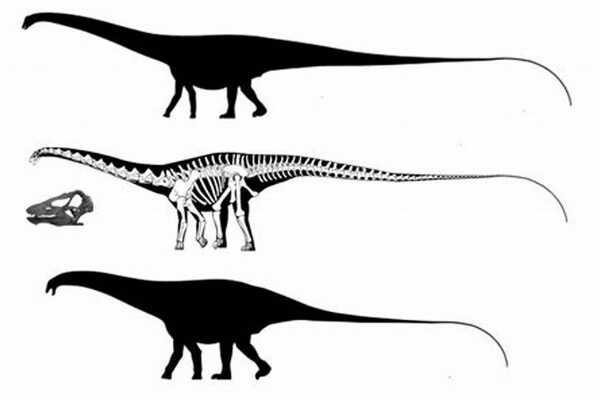 似提姆龙：大洋洲小型食肉恐龙（长3米/距今1.06亿年前）