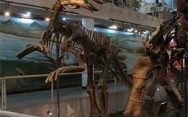 太阳神龙：北美洲小型食肉恐龙（长2米/距今2.15亿年前）