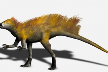 天宇龙：中国小型食肉恐龙（长0.7米/距今1.3亿年前）