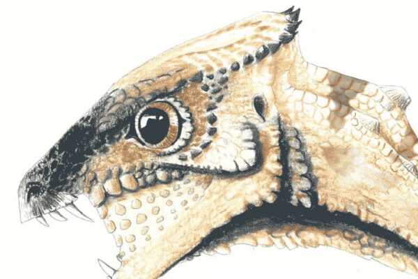 小型角龙类:戈壁角龙 未成年头骨化石仅3.5厘米