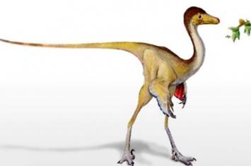 鸵鸟龙：蒙古国小型食肉恐龙（长2.5米/类似鸵鸟的恐龙）