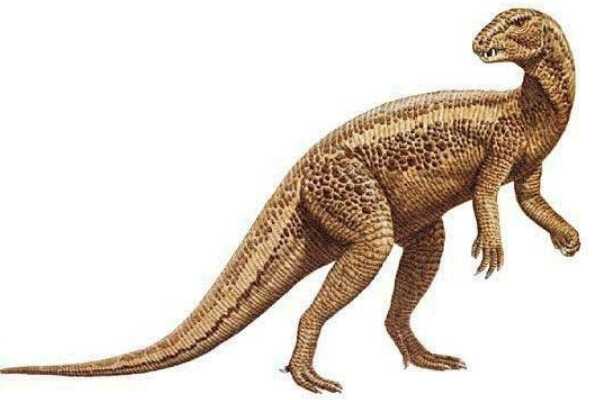 金刚口龙：山东小型食肉恐龙（长2米/距今6500万年前）