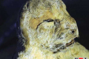 俄罗斯发现冰冻四万年幼狮,科学家欲解冻将其复活